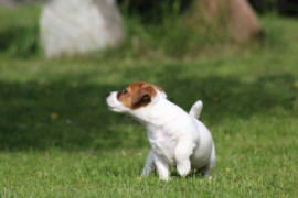 IMG 4022